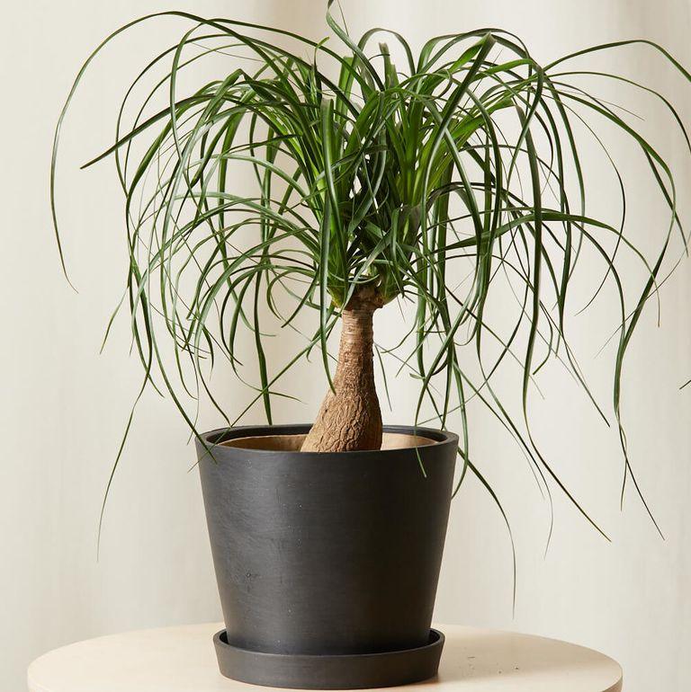 Ponytail Palm - Inntinn.in