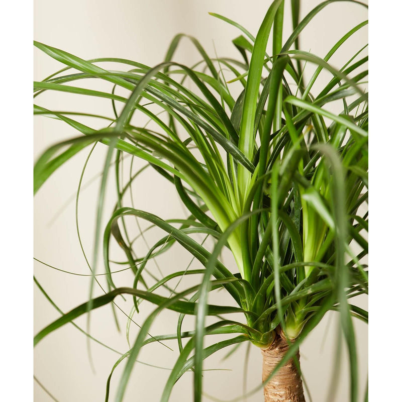 Ponytail Palm - Inntinn.in