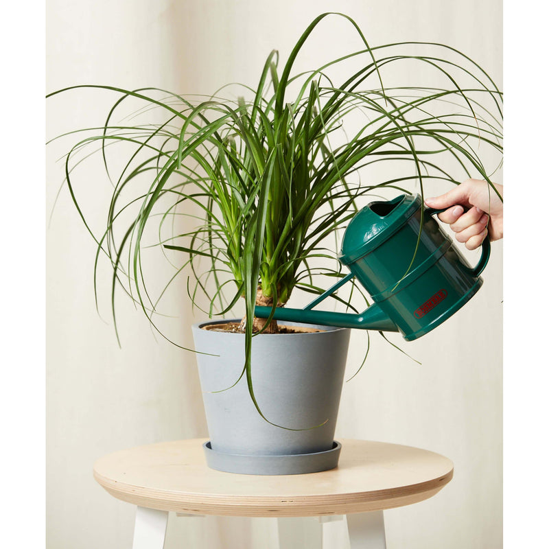 Ponytail Palm - Inntinn.in