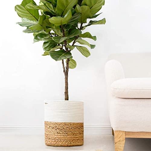 Rope Plant Basket | Woven Indoor Planter - Inntinn.in