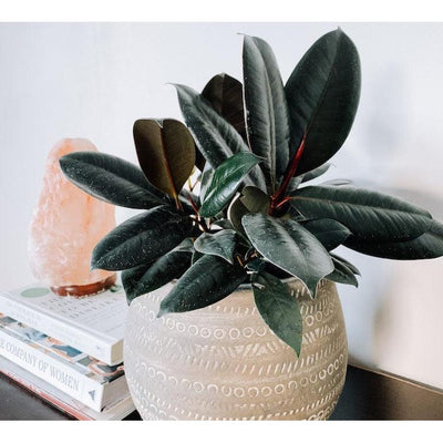 Rubber Plant Three In One - Inntinn.in