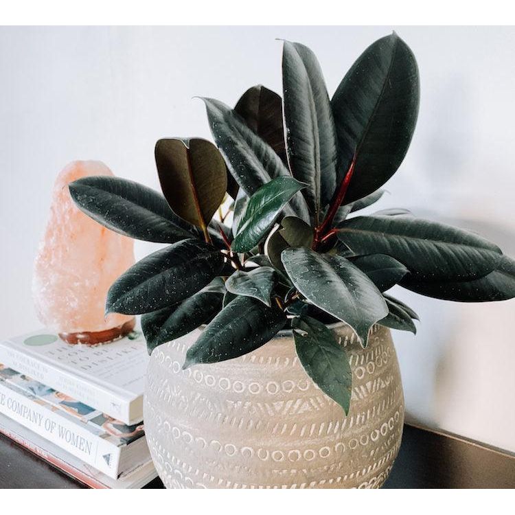 Rubber Plant Three In One - Inntinn.in