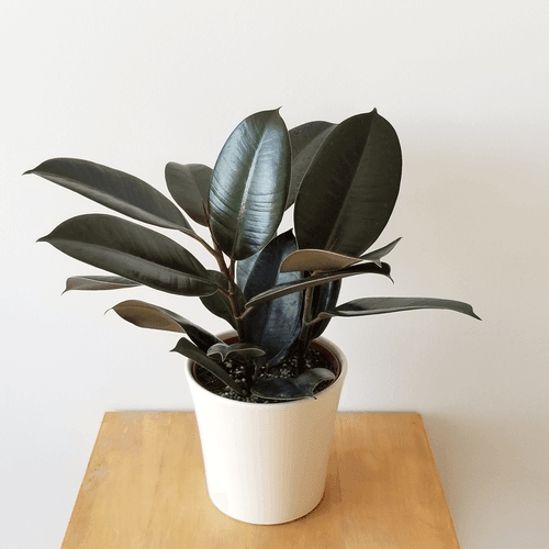 Rubber Plant Three In One - Inntinn.in