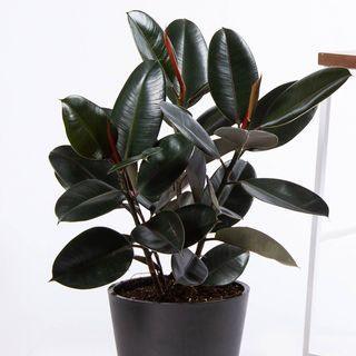Rubber Plant Three In One - Inntinn.in
