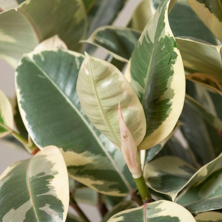 Rubber Plant Tineke XL - Inntinn.in