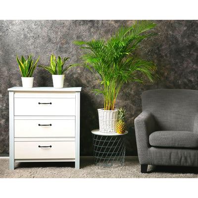 Snake Plant & Areca Palm Bundle - Inntinn.in