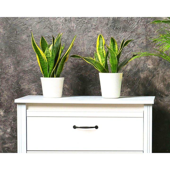 Snake Plant & Areca Palm Bundle for Home & Office