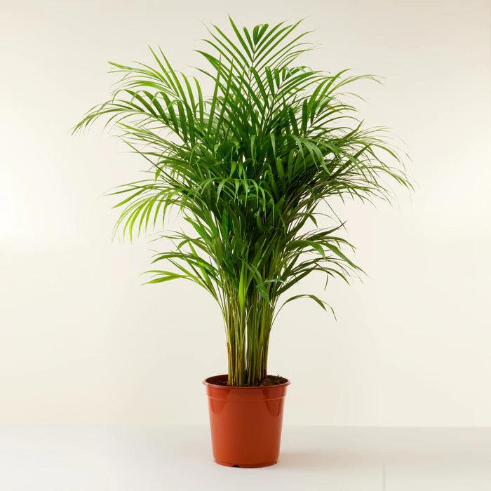 Snake Plant & Areca Palm Bundle - Inntinn.in