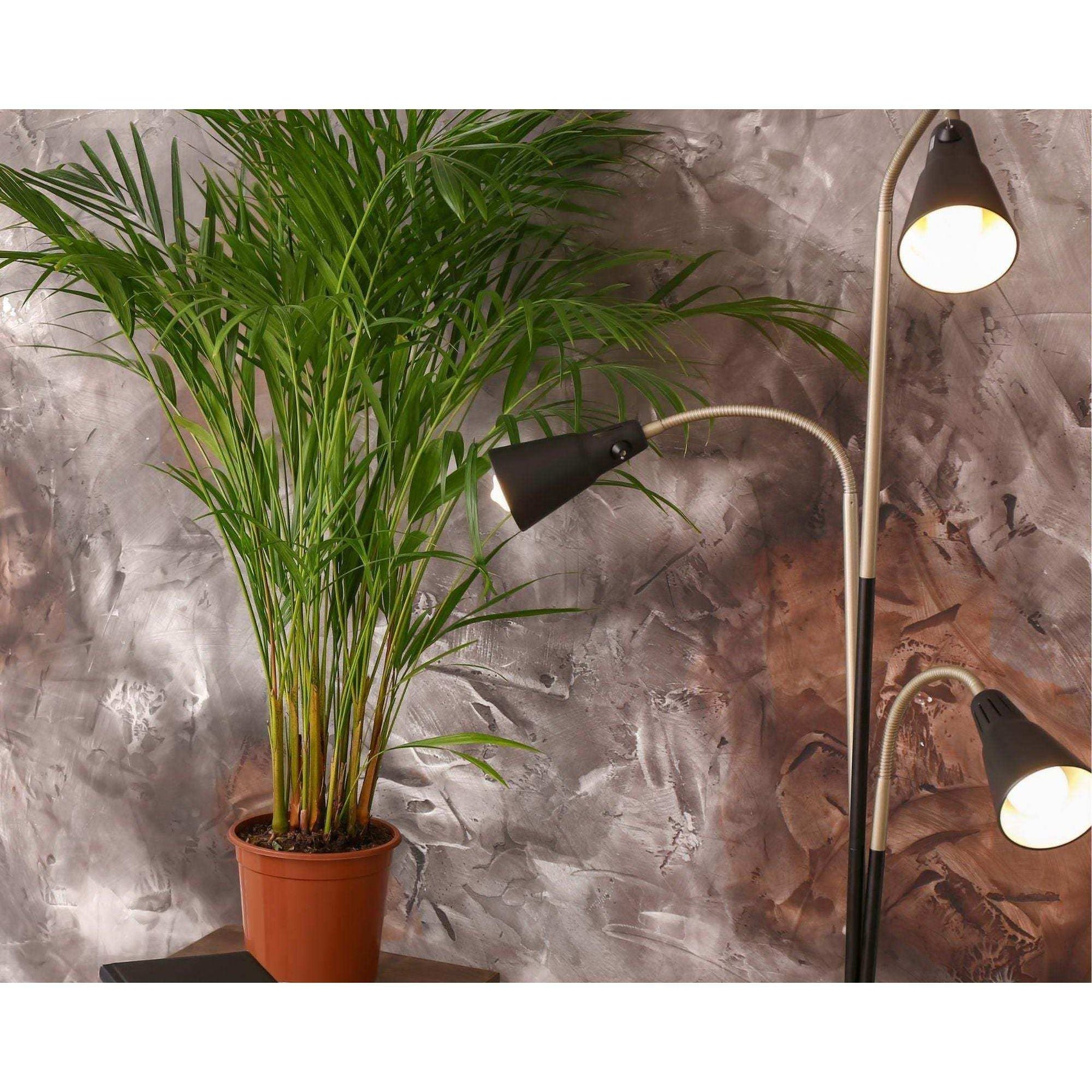 snake plant money plant areca palm Snake Plant & Areca Palm Bundle for Home & Office