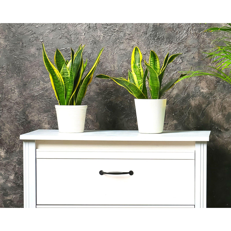 Snake Plant, Futura Superba Combo - Inntinn.in