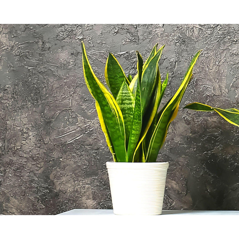 Snake Plant, Futura Superba Combo - Inntinn.in