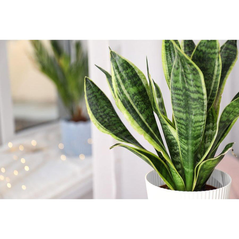 Snake Plant, Futura Superba Combo - Inntinn.in