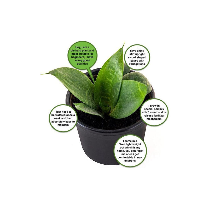 Snake Plant Green (Sansevieria) - Inntinn.in