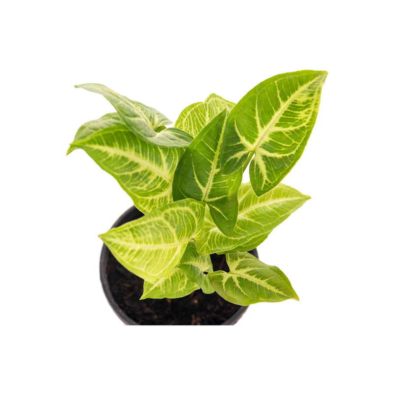 Syngonium Butterfly - Inntinn.in