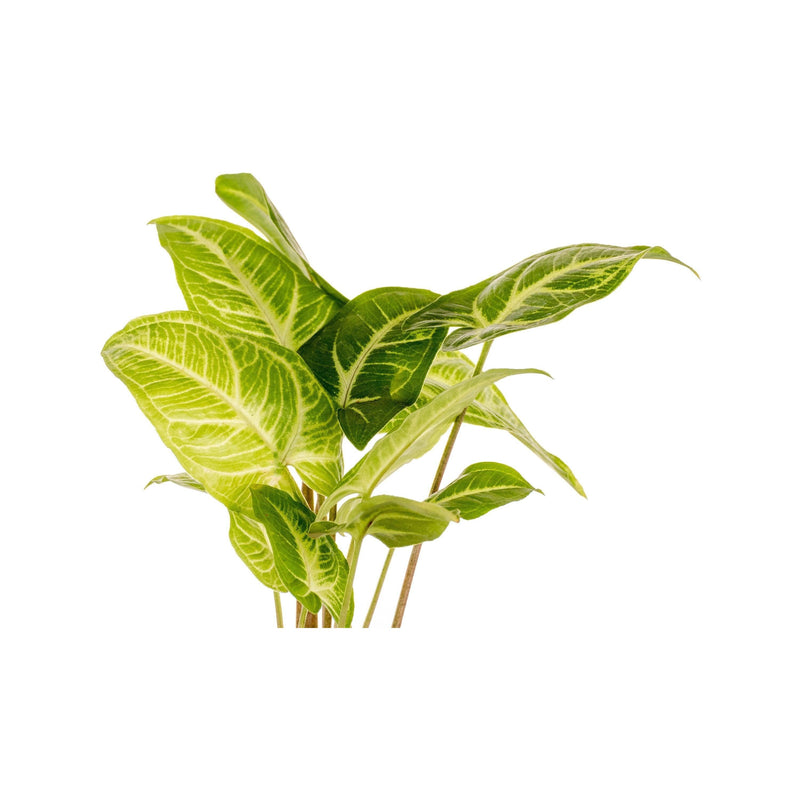 Syngonium Butterfly - Inntinn.in