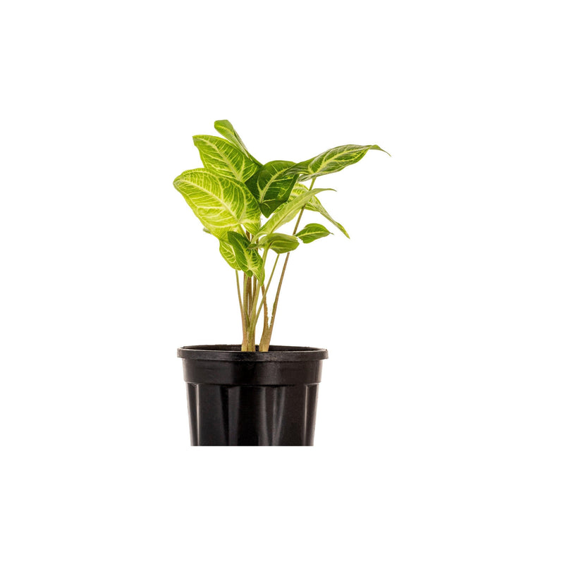 Syngonium Butterfly - Inntinn.in