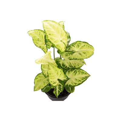 Syngonium Green - Inntinn.in