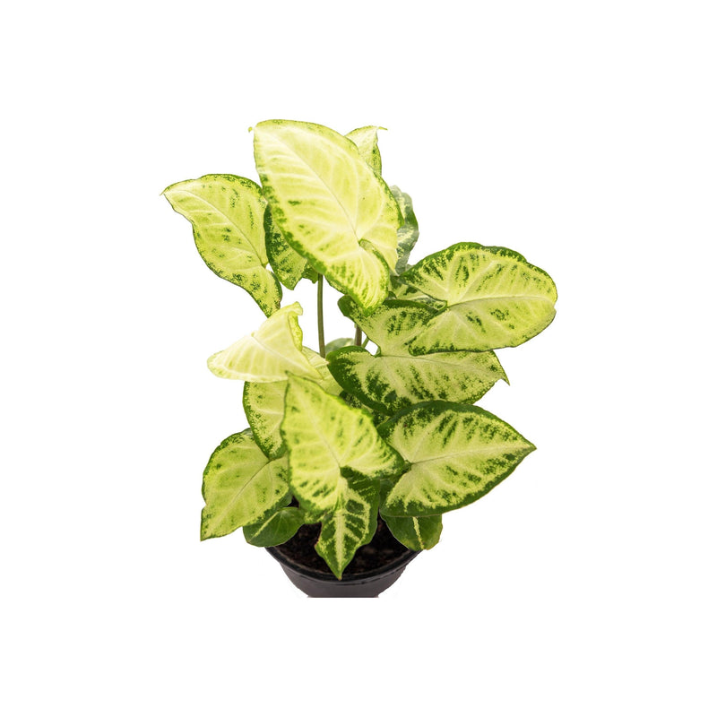 Syngonium Green - Inntinn.in