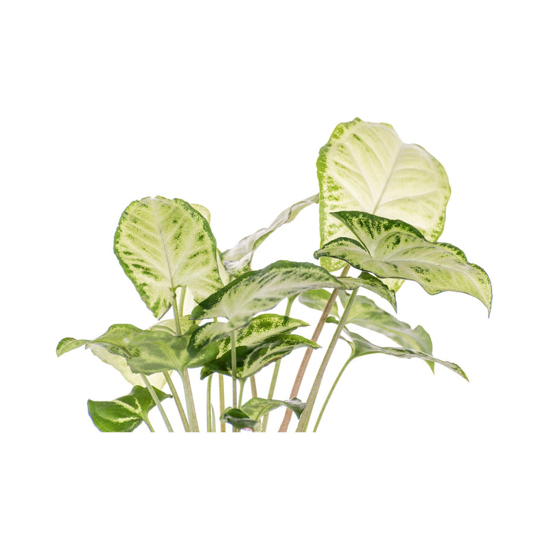 Syngonium Green - Inntinn.in