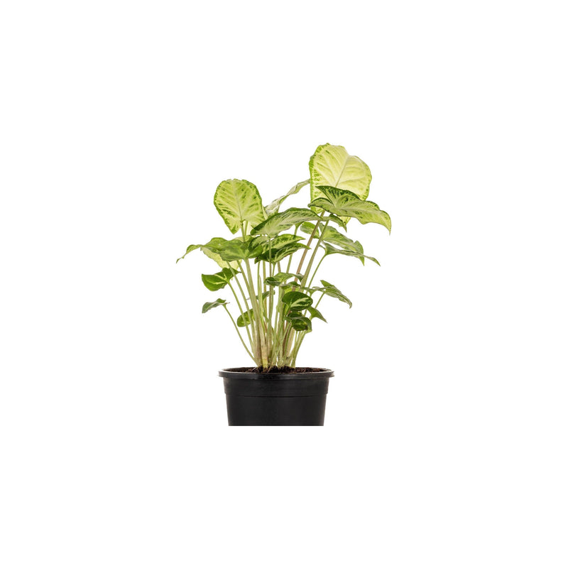 Syngonium Green - Inntinn.in