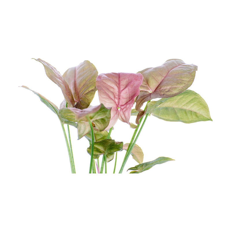 Syngonium Pink - Inntinn.in