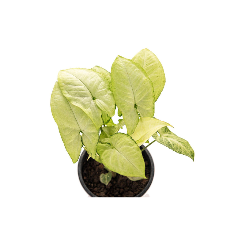 Syngonium White - Inntinn.in