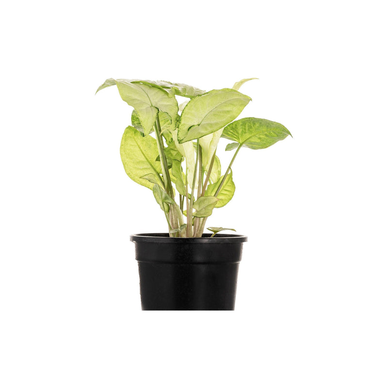 Syngonium White - Inntinn.in