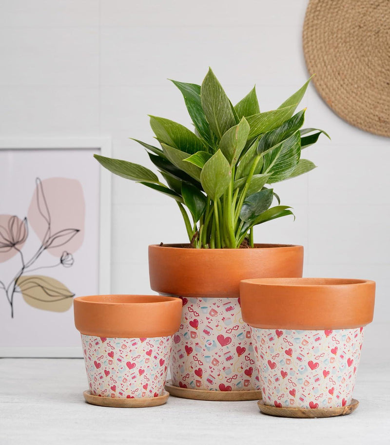 Terracotta Pots for Home Decor, Set of 3 with Wooden Bottom Trays - Inntinn.in