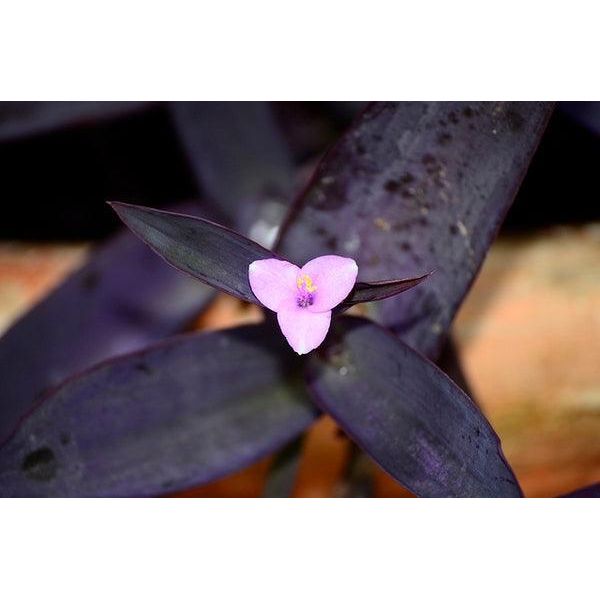 Tradescantia pallida &