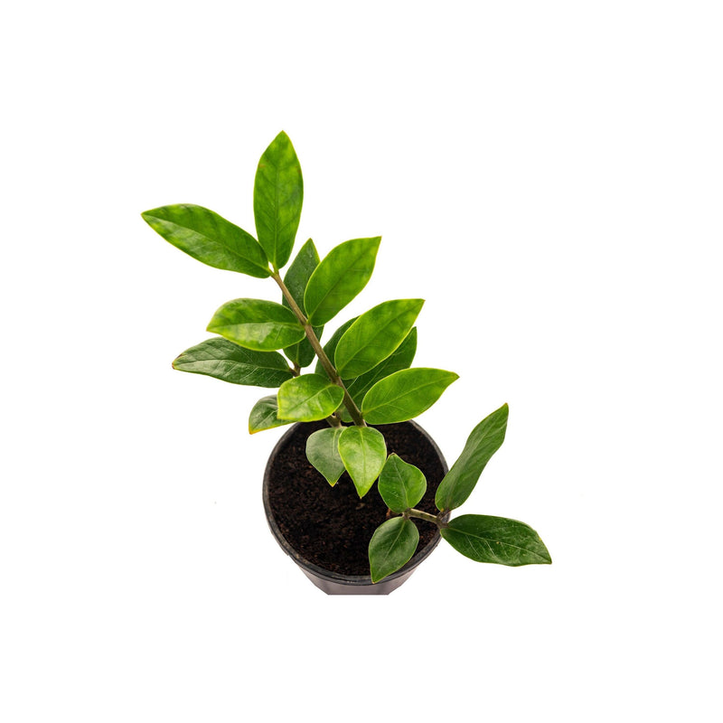 ZZ (Zamioculcas Zamiifolia) Plant - Inntinn.in