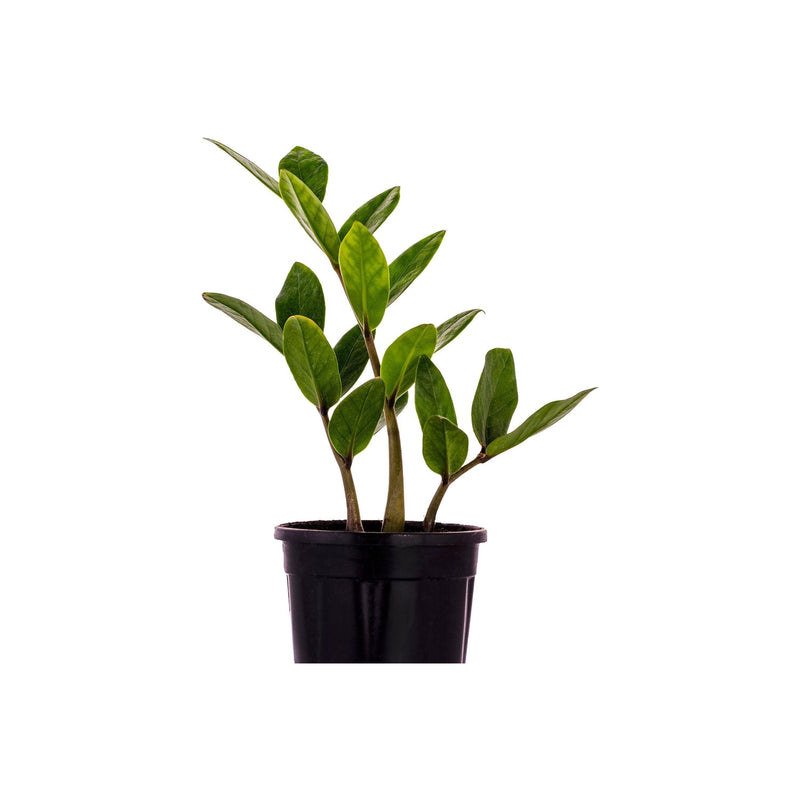 ZZ (Zamioculcas Zamiifolia) Plant - Inntinn.in